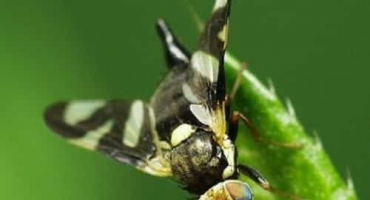 Co dělat, když se objeví třešňová muška, jak ošetřit a postříkat, jak se zbavit